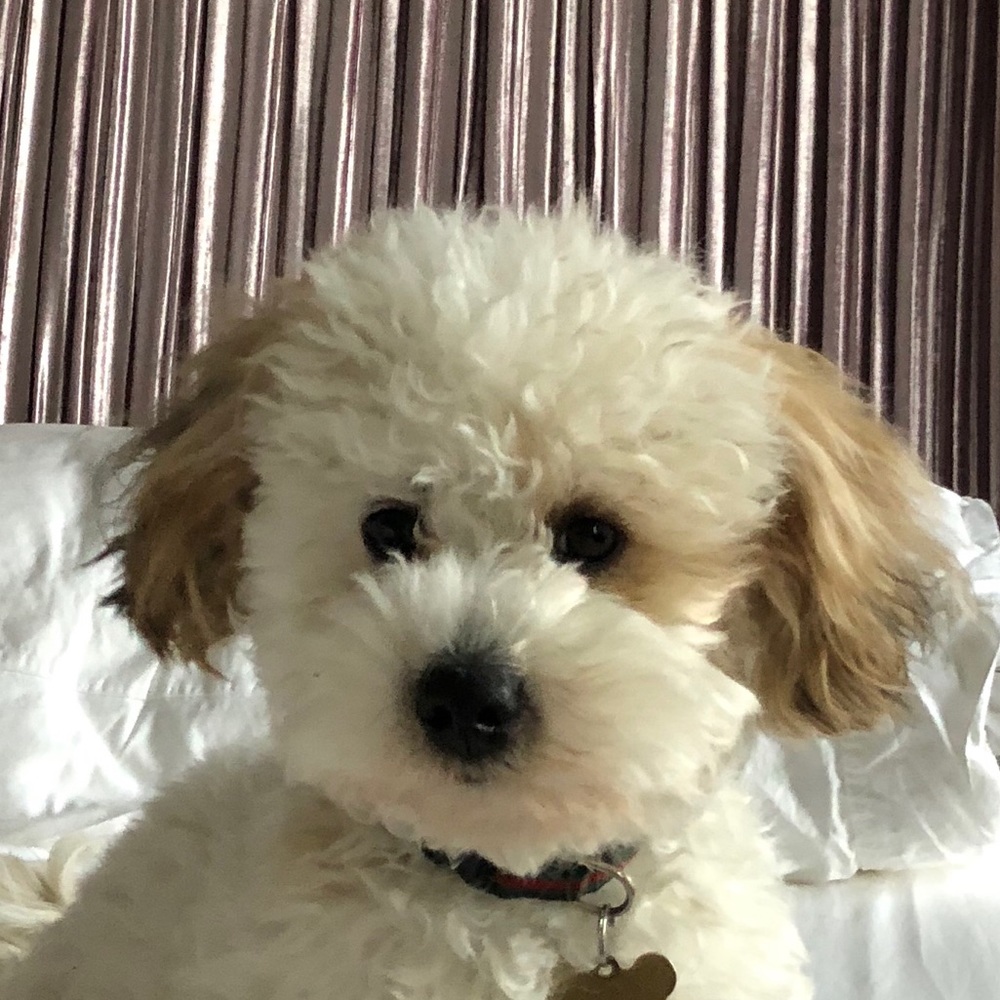 Meet your Posher, Peggy